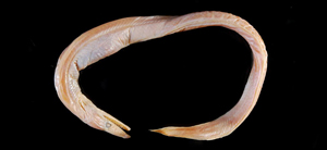 Dysomma longirostrum長吻前肛鰻